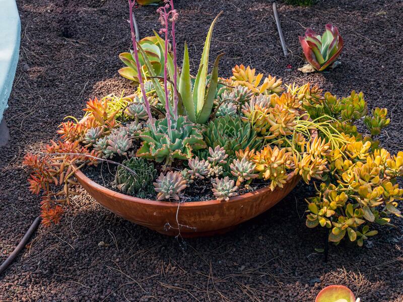 Vila Vita Parc's plants