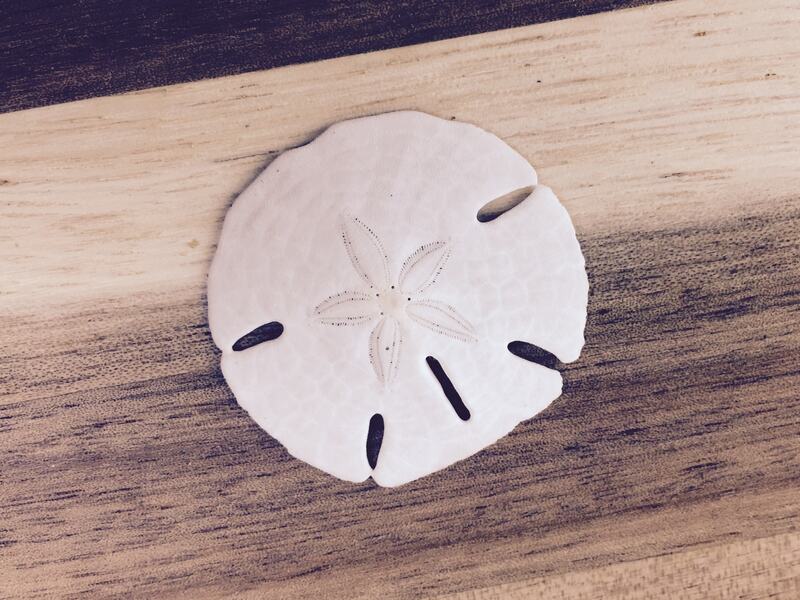 Sand Dollar Tamara Comolli 2023