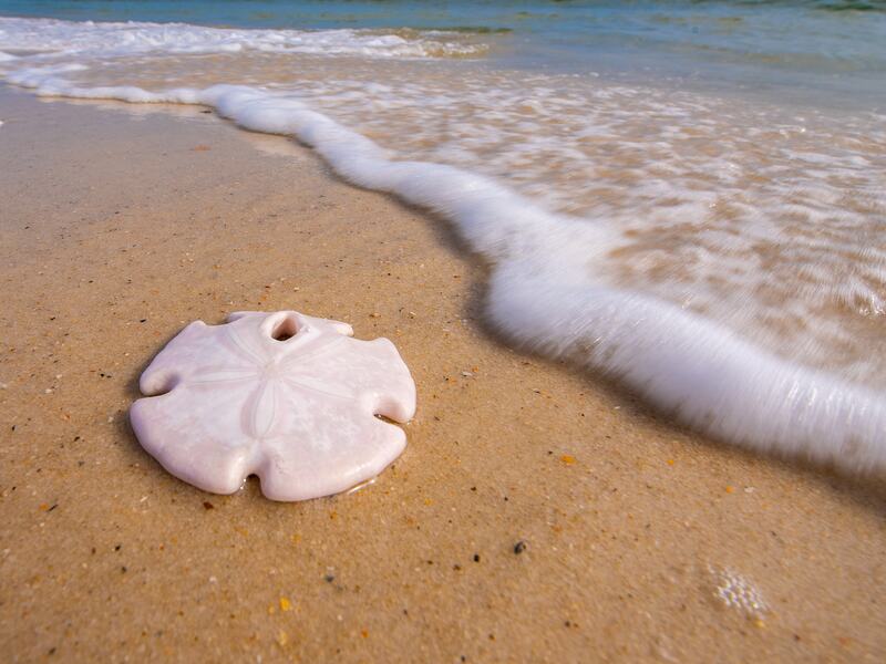 Sand Dollar Tamara Comolli 2023