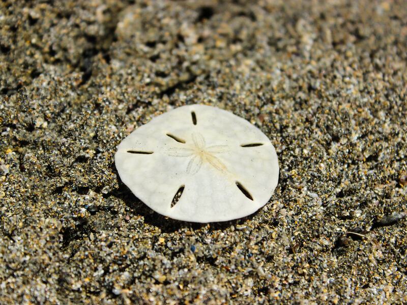 Sand Dollar Tamara Comolli 2023