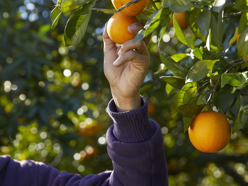 Passionate about Algarve: Traditional products