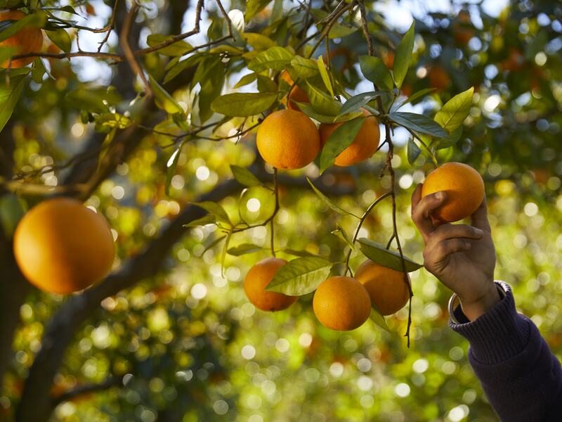 V-life Magazine: Local producers.