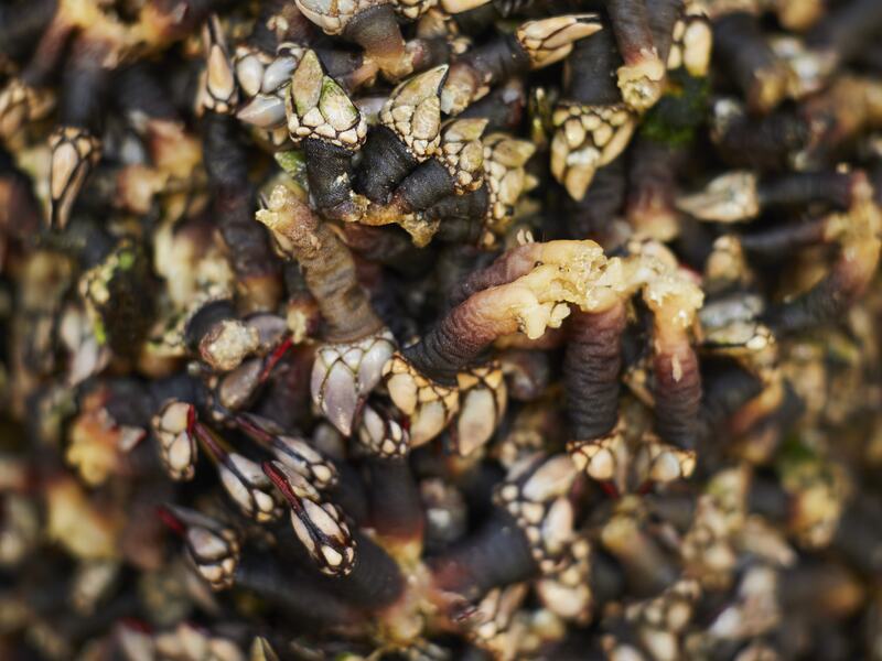 Upcoming events: Portimão's Market.