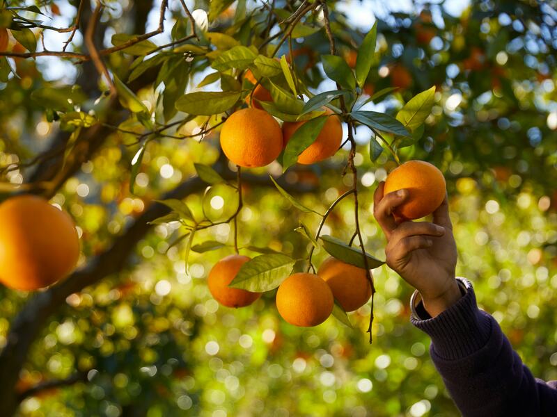 V-life: Orange local producer (Laranja de Silves).