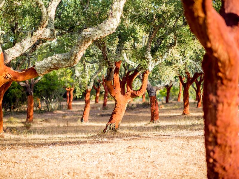 Cork trees