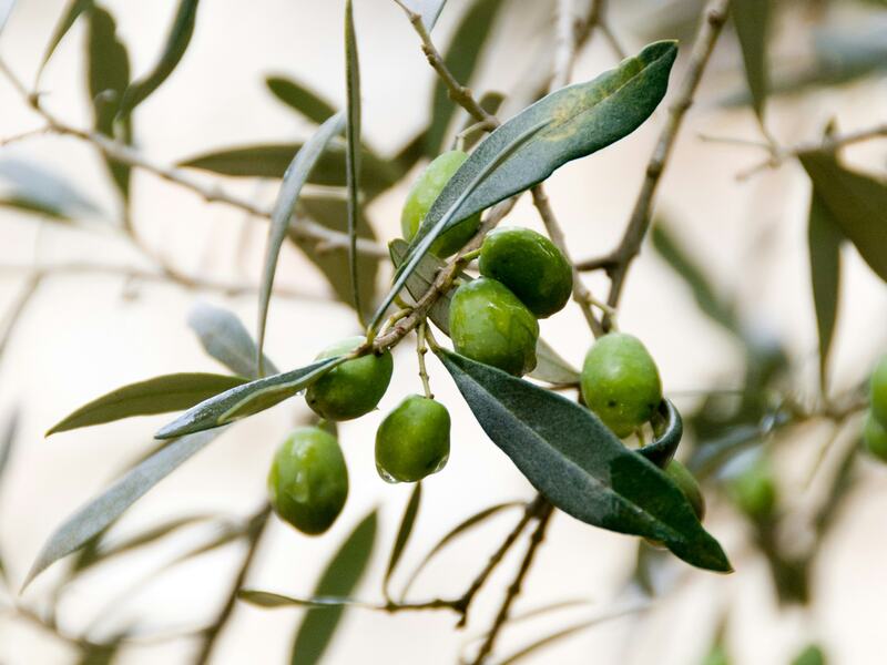 Olives