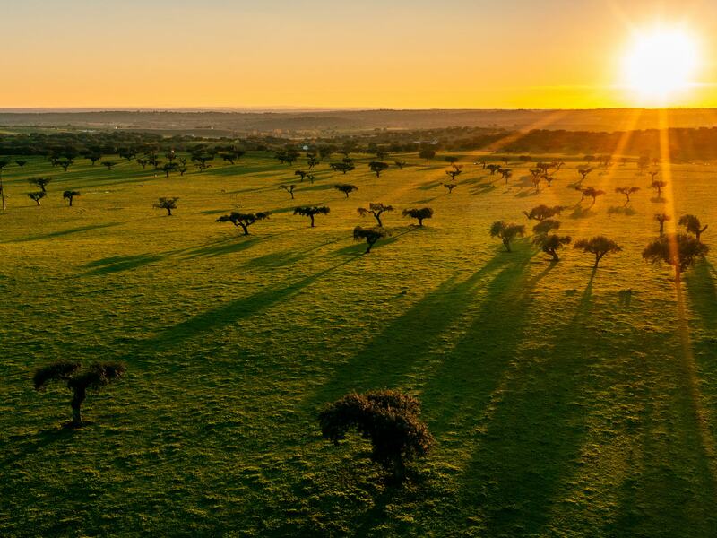 Upcoming Events: A Culinary Journey Across Portugal’s Regions Alentejo
