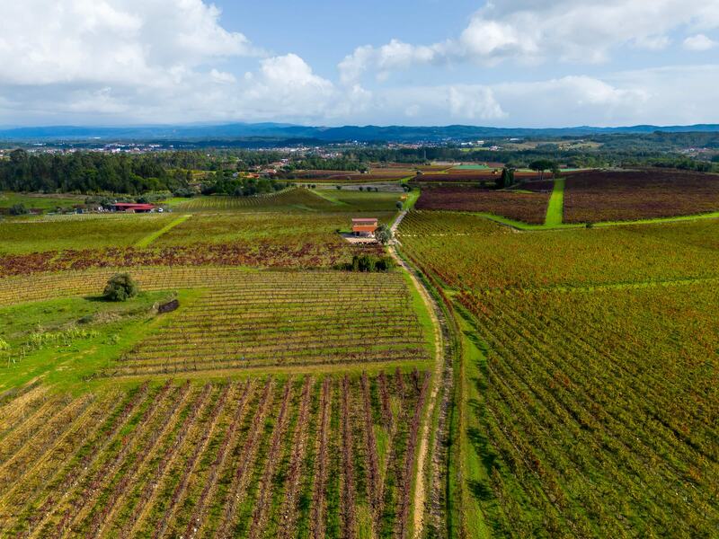 Upcoming Events: A Culinary Journey Across Portugal’s Regions Bairrada
