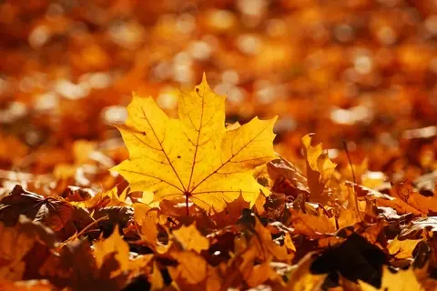 Autumn