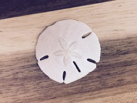 Sand Dollar Tamara Comolli 2023