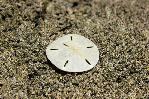 Sand Dollar Tamara Comolli 2023