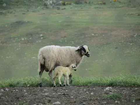 Others: Churra Sheep