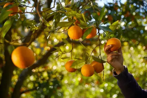 V-life: Orange local producer (Laranja de Silves).