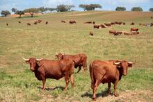 Herdade dos Grous Organic Farm.