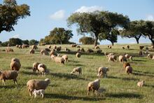 Herdade dos Grous Organic Farm.