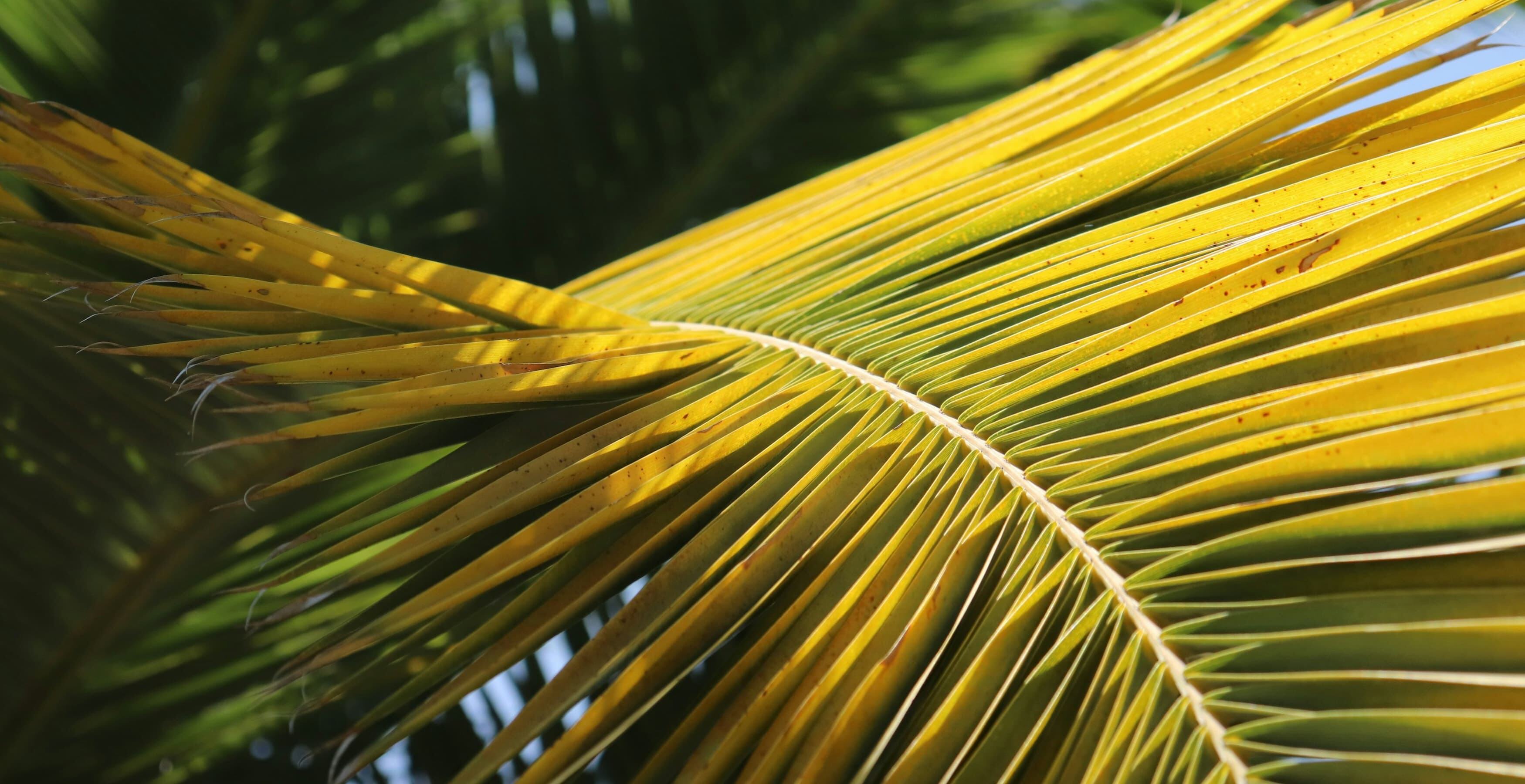 Palm Weaving Workshop