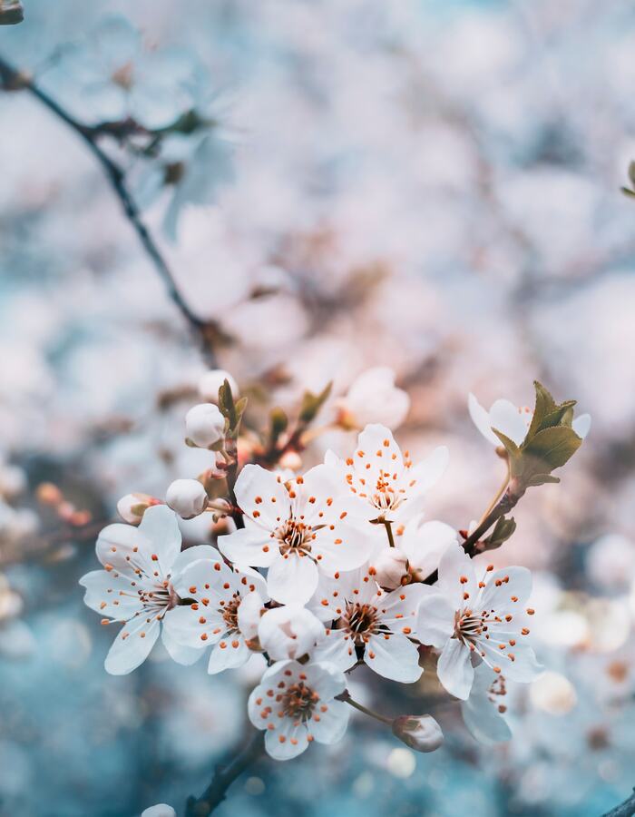 Almond Tree