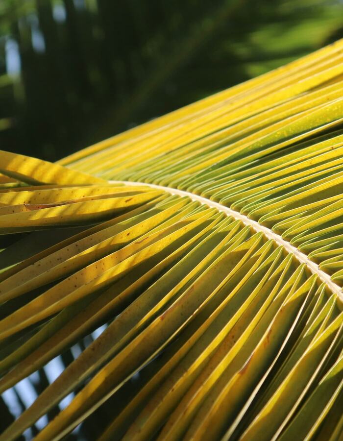 Palm Weaving Workshop